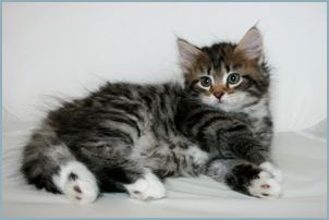 Male Siberian Kitten from Deedlebug Siberians